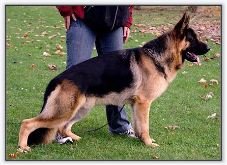 Boris vom Grafenbrunn