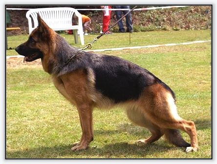 Kisara vom Grafenbrunn