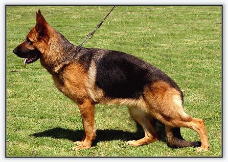 Kressi vom Grafenbrunn