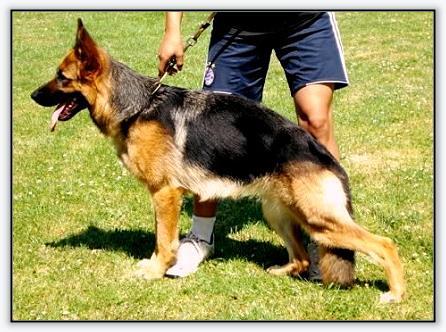 Vicka vom Grafenbrunn