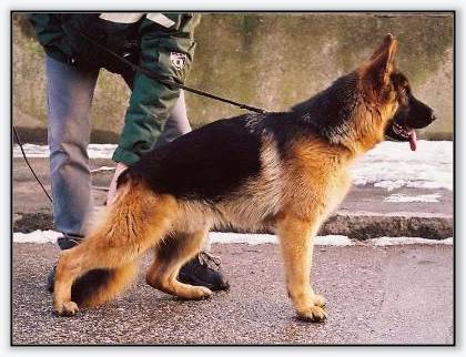 Ninno vom Hühnegrab