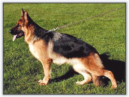 Ricarda vom Hühnegrab