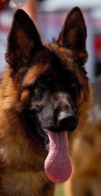 Winni vom Team Hühnegrab