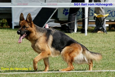 Ilari vom Hühnegrab, WT: 17.09.2009