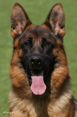 Isar vom Team Hühnegrab